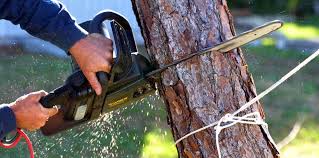 Reliable Macon, GA  Tree Services Solutions